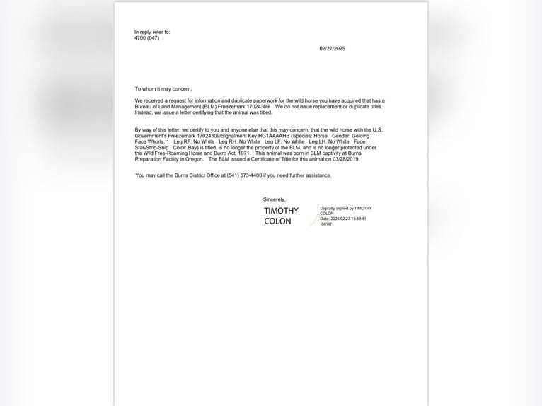 Mustang Caballo castrado 9 años 152 cm Castaño rojizo in Stephenville TX