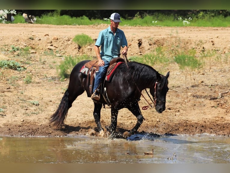 Mustang Caballo castrado 9 años 155 cm Negro in Graham, TX
