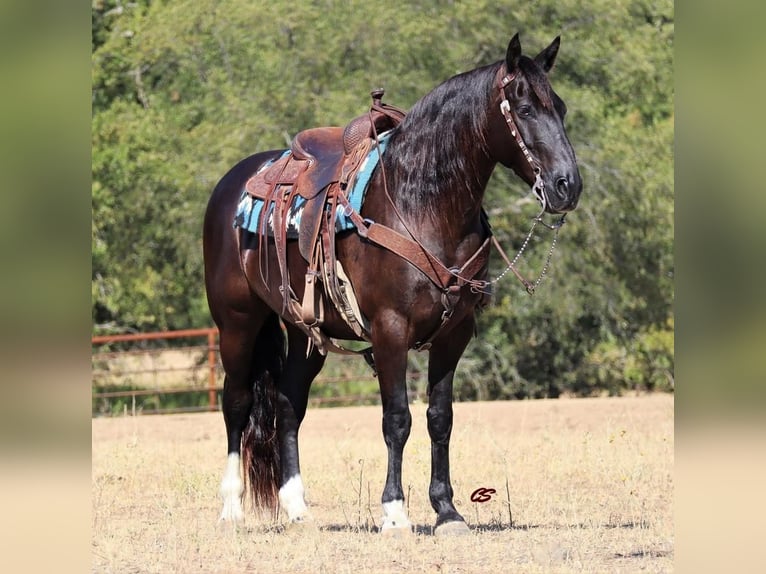 Mustang Caballo castrado 9 años 155 cm Negro in Graham, TX