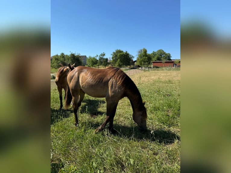 Mustang (canadees) Hengst 1 Jaar 150 cm Buckskin in Kupferzell