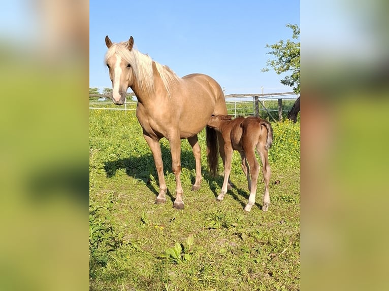 Mustang (canadees) Hengst 1 Jaar 154 cm Bruin in Kupferzell