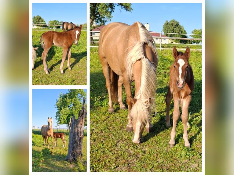 Mustang (canadees) Hengst 1 Jaar 154 cm Bruin in Kupferzell
