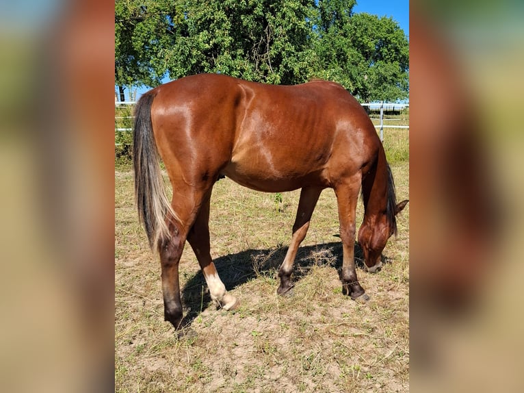 Mustang (canadees) Hengst 1 Jaar 154 cm Bruin in Kupferzell