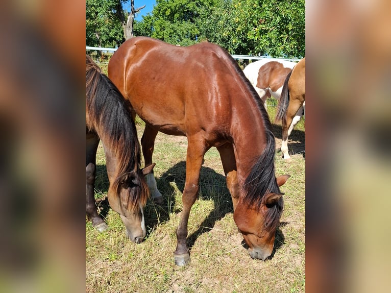 Mustang (canadees) Hengst 1 Jaar 154 cm Bruin in Kupferzell