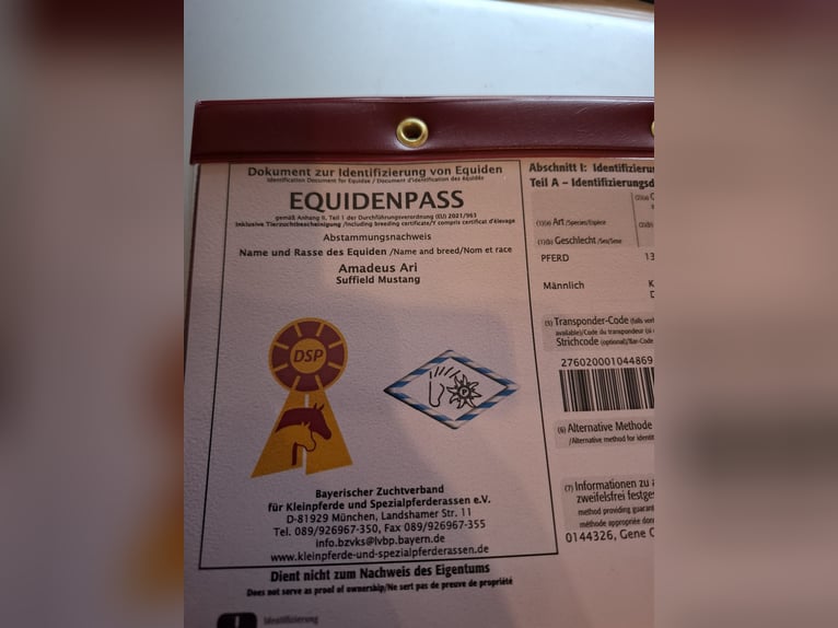 Mustang (canadees) Hengst 1 Jaar 154 cm Bruin in Kupferzell