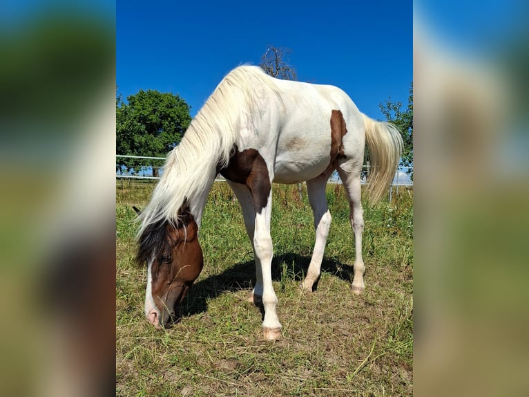 Mustang (canadees) Hengst 1 Jaar 154 cm Tobiano-alle-kleuren in Kupferzell