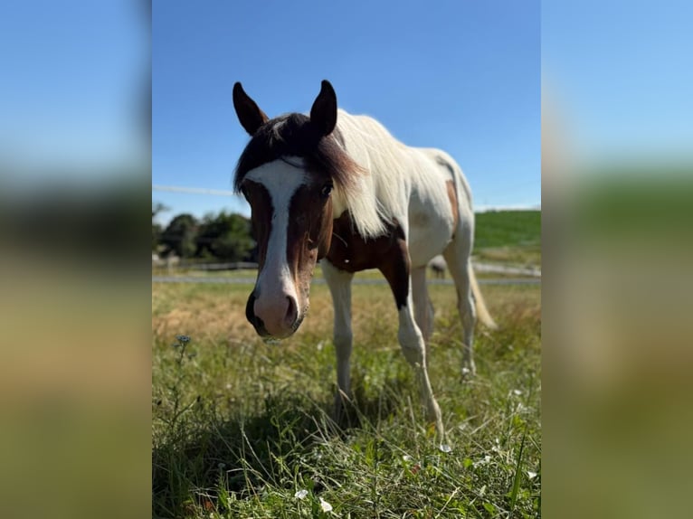 Mustang (canadees) Hengst 1 Jaar 154 cm Tobiano-alle-kleuren in Kupferzell