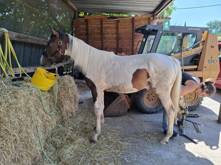 Mustang (canadees) Hengst 1 Jaar 154 cm Tobiano-alle-kleuren in Kupferzell
