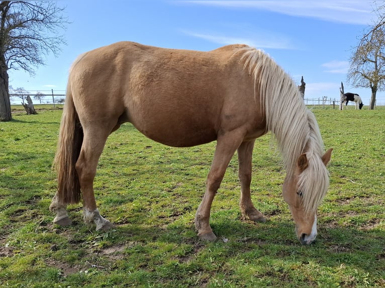 Mustang (canadees) Hengst 3 Jaar 155 cm in Kupferzell