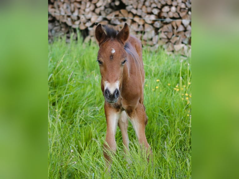 Mustang (canadees) Mix Hengst Veulen (05/2026) 148 cm Bruin in Zürich
