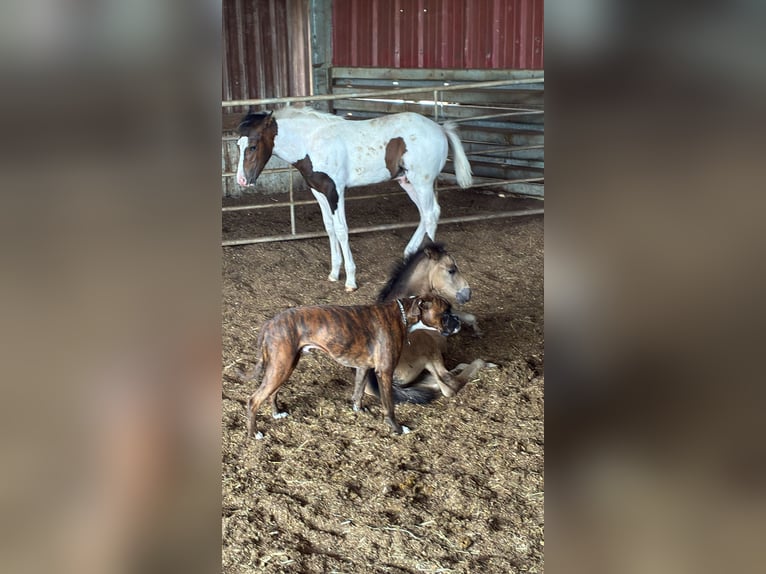 Mustang (canadees) Hengst  153 cm Gevlekt-paard in Kupferzell