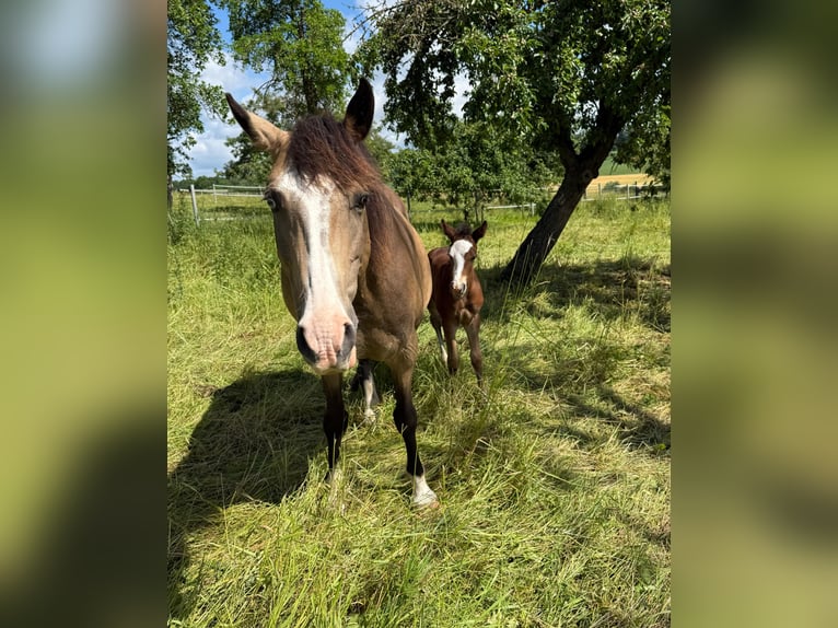Mustang (canadees) Hengst Veulen (01/2026) 154 cm Bruin in Kupferzell
