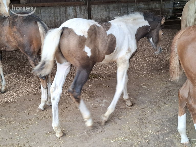 Mustang (canadees) Hengst Veulen (01/2026) 157 cm Buckskin in Kupferzell