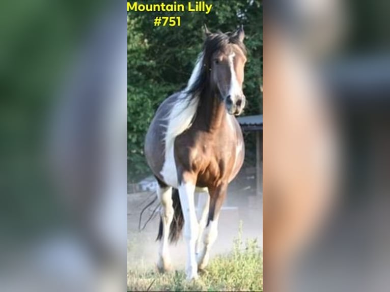 Mustang (canadees) Merrie 12 Jaar 147 cm Tobiano-alle-kleuren in Zürbach
