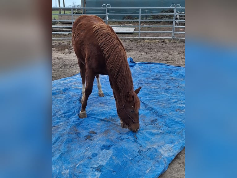 Mustang (canadees) Mix Merrie 1 Jaar 153 cm Vos in Heiligkreuzsteinach