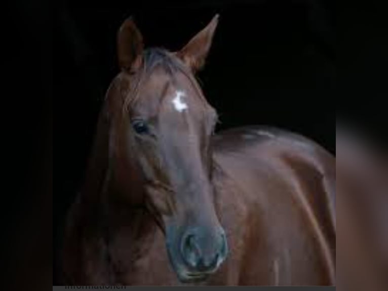 Mustang (canadees) Mix Merrie 1 Jaar 153 cm Vos in Heiligkreuzsteinach