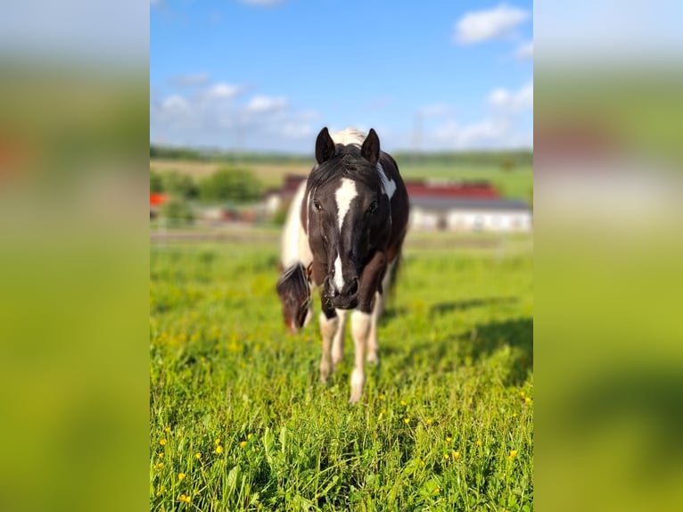 Mustang (canadees) Mix Merrie 1 Jaar 160 cm Tobiano-alle-kleuren in Kupferzell