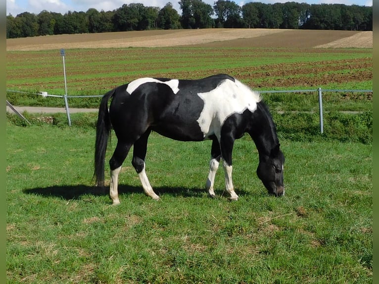 Mustang (canadees) Merrie 9 Jaar 155 cm Gevlekt-paard in Kupferzell