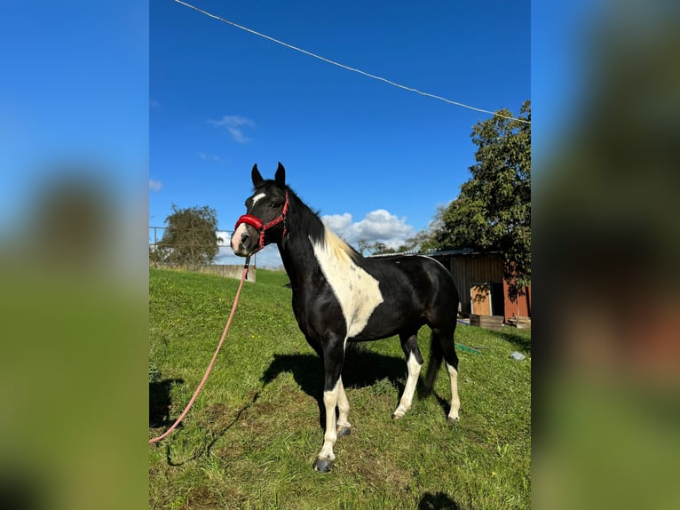 Mustang (canadees) Merrie 9 Jaar 155 cm Gevlekt-paard in Kupferzell