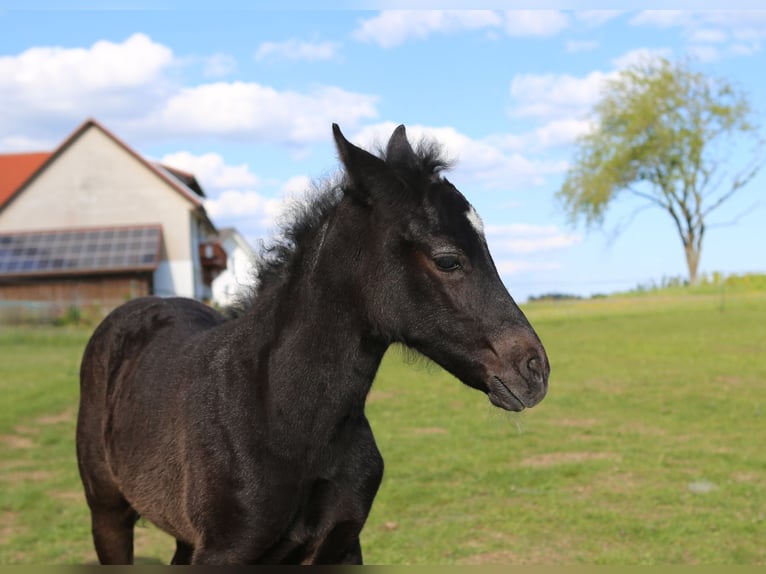 Mustang (canadees) Mix Merrie  148 cm Zwartschimmel in Dachsberg