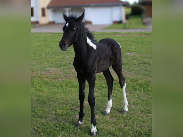 Mustang (canadees) Mix Merrie  148 cm Zwartschimmel in Dachsberg