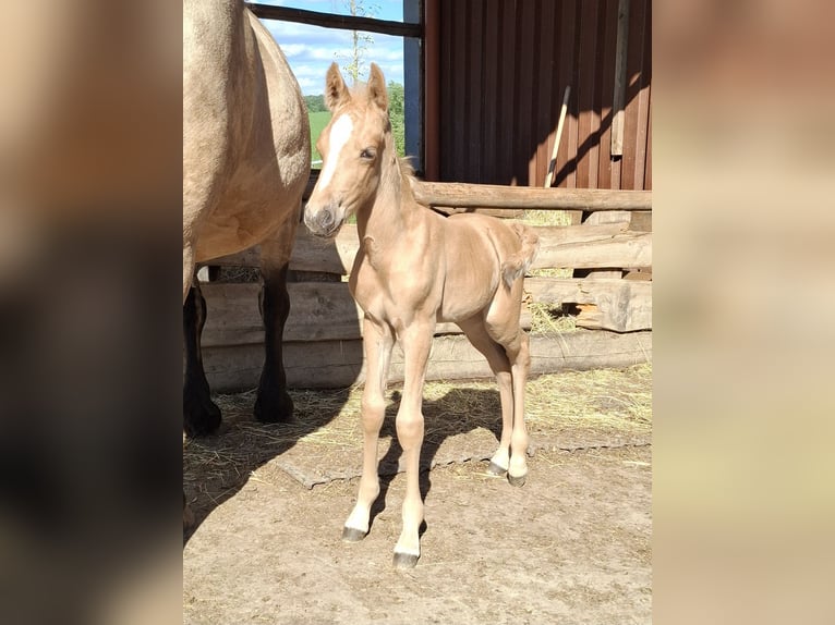 Mustang (canadees) Mix Merrie Veulen (01/2026) 150 cm Palomino in Kupferzell