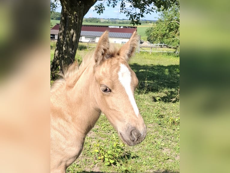 Mustang (canadees) Mix Merrie Veulen (01/2026) 150 cm Palomino in Kupferzell