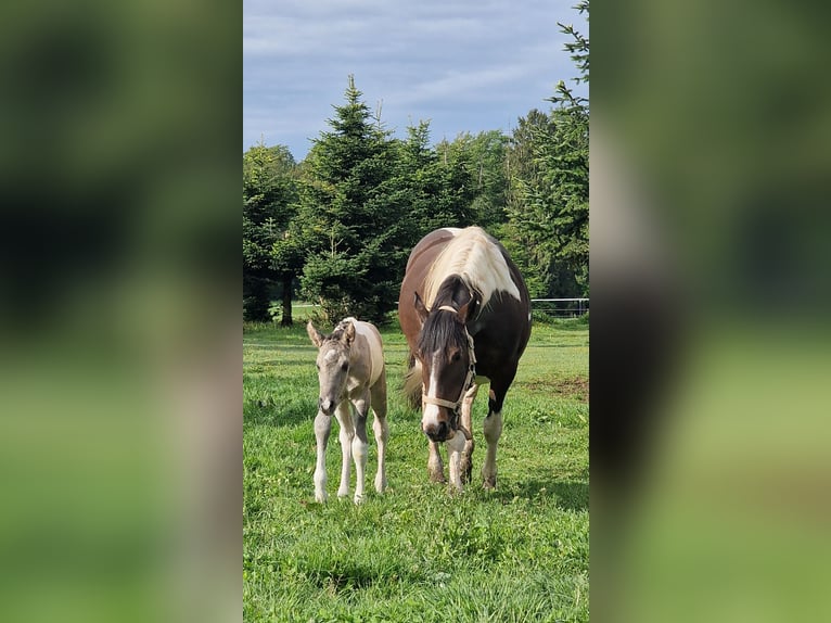 Mustang (canadees) Merrie Veulen (05/2026) 153 cm Tobiano-alle-kleuren in Maxsain