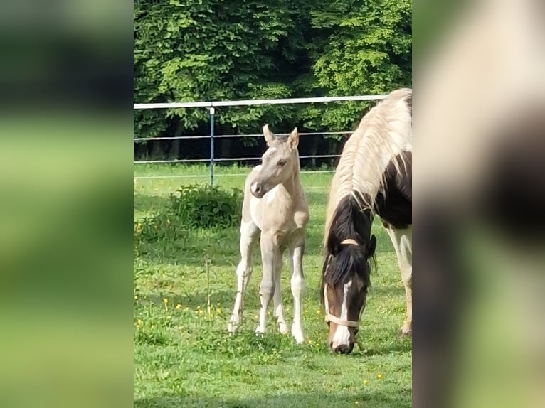 Mustang (canadees) Merrie Veulen (05/2026) 153 cm Tobiano-alle-kleuren in Maxsain