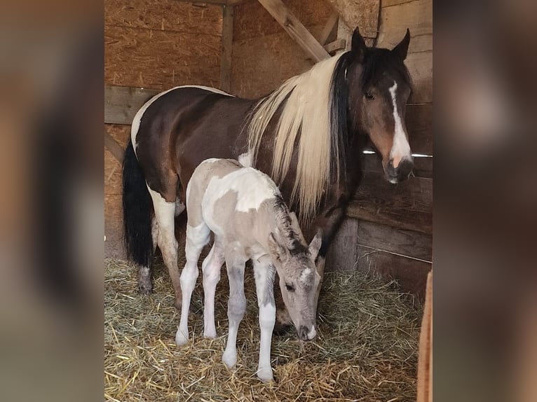 Mustang (canadees) Merrie Veulen (05/2026) 153 cm Tobiano-alle-kleuren in Maxsain