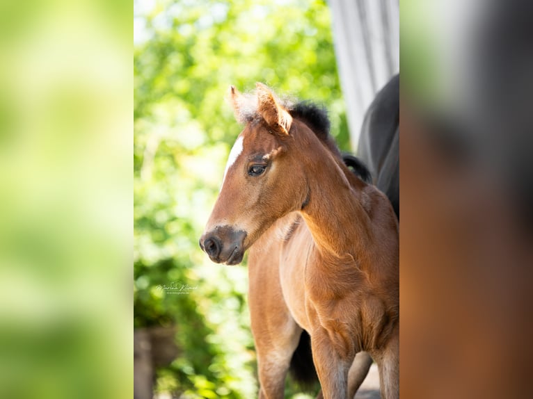 Mustang (canadees) Mix Merrie Veulen (04/2026) 154 cm Bruin in Delligsen