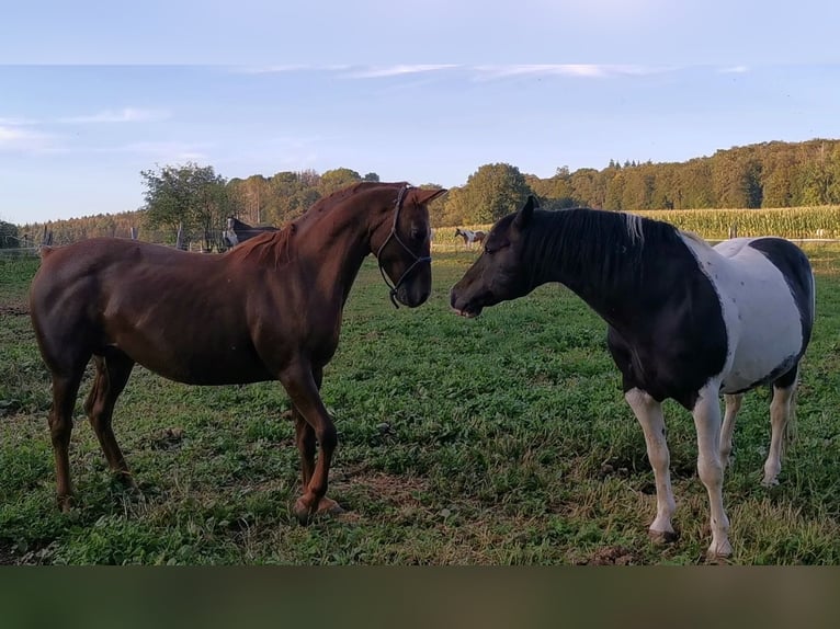 Mustang (canadese) Giumenta 12 Anni 153 cm Sauro scuro in Zürbach