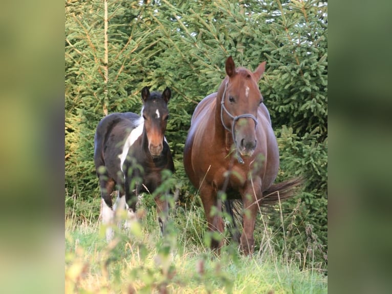Mustang (canadese) Giumenta 12 Anni 153 cm Sauro scuro in Zürbach