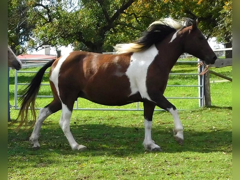 Mustang (canadese) Giumenta 1 Anno 155 cm in Kupferzell