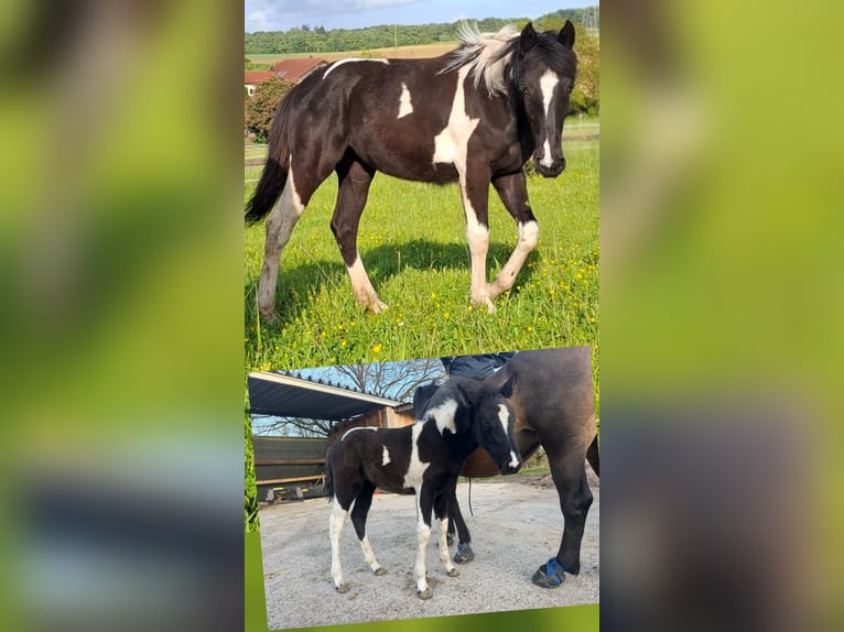 Mustang (canadese) Mix Giumenta 1 Anno 160 cm Tobiano-tutti i colori in Kupferzell