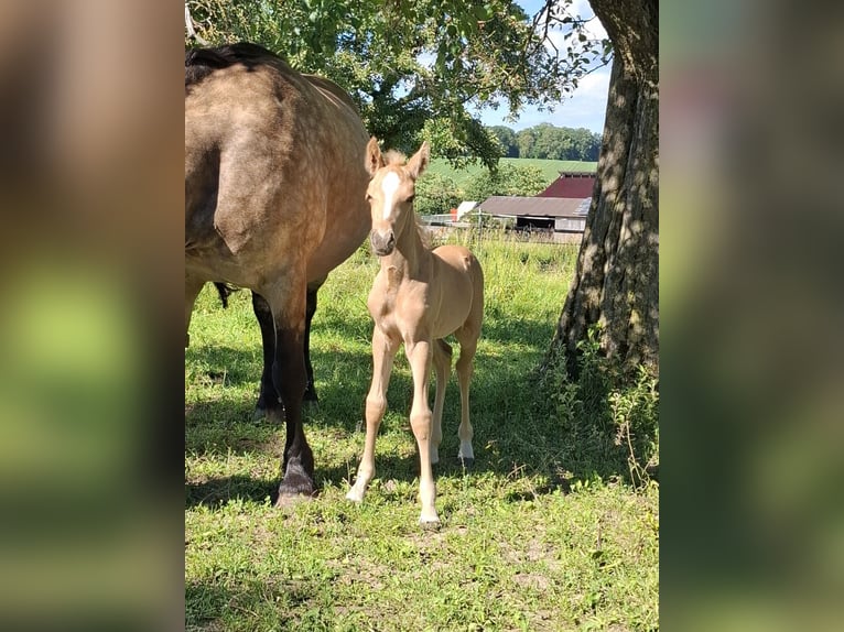 Mustang (canadese) Mix Giumenta Puledri (01/2026) 150 cm Palomino in Kupferzell