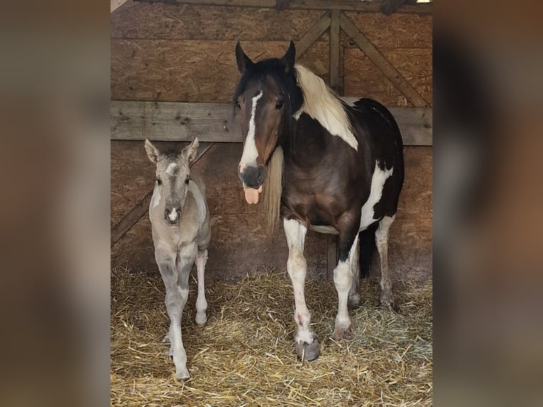 Mustang (canadese) Giumenta Puledri (05/2026) 153 cm Tobiano-tutti i colori in Maxsain