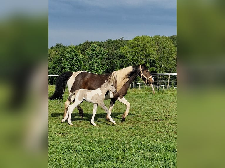 Mustang (canadese) Giumenta Puledri (05/2026) 153 cm Tobiano-tutti i colori in Maxsain