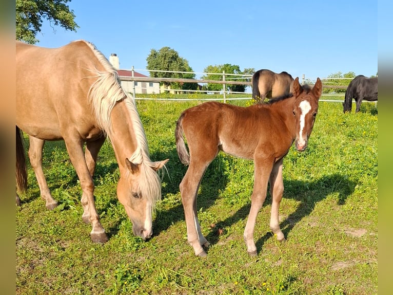 Mustang (canadese) Stallone 1 Anno 154 cm Baio in Kupferzell