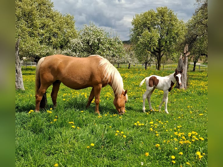 Mustang (canadese) Stallone 1 Anno 154 cm Tobiano-tutti i colori in Kupferzell