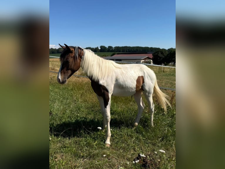 Mustang (canadese) Stallone 1 Anno 154 cm Tobiano-tutti i colori in Kupferzell