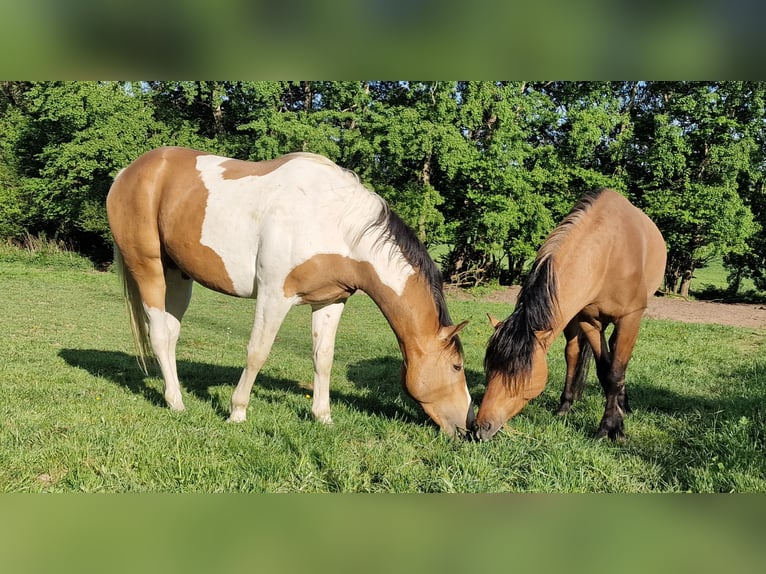 Mustang (canadese) Stallone 3 Anni 154 cm Pezzato in Maxsain