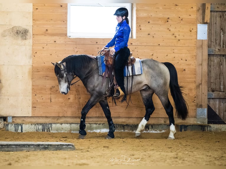 Mustang (canadese) Stallone Pelle di daino in Delligsen