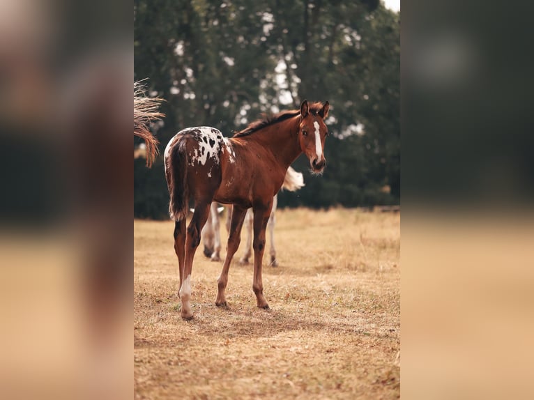 Mustang (canadese) Stallone Pelle di daino in Delligsen