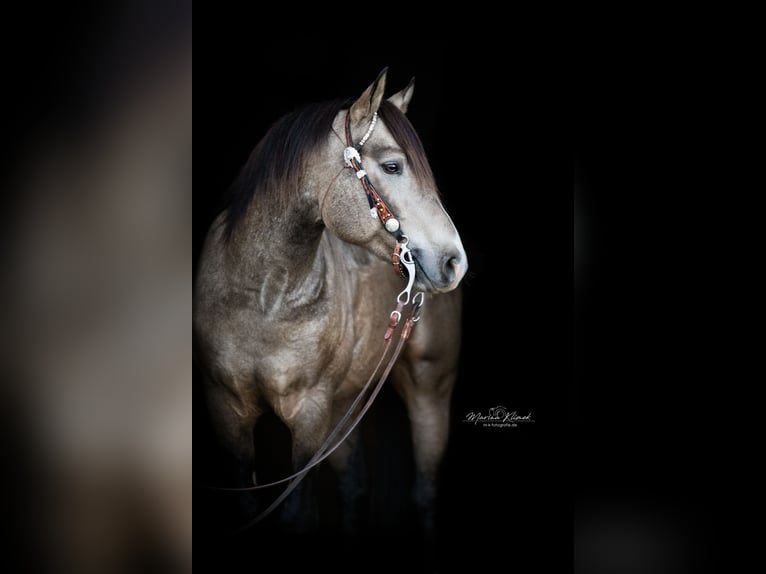 Mustang (canadese) Stallone Pelle di daino in Delligsen