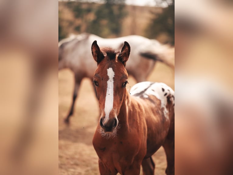 Mustang (canadese) Stallone Pelle di daino in Delligsen