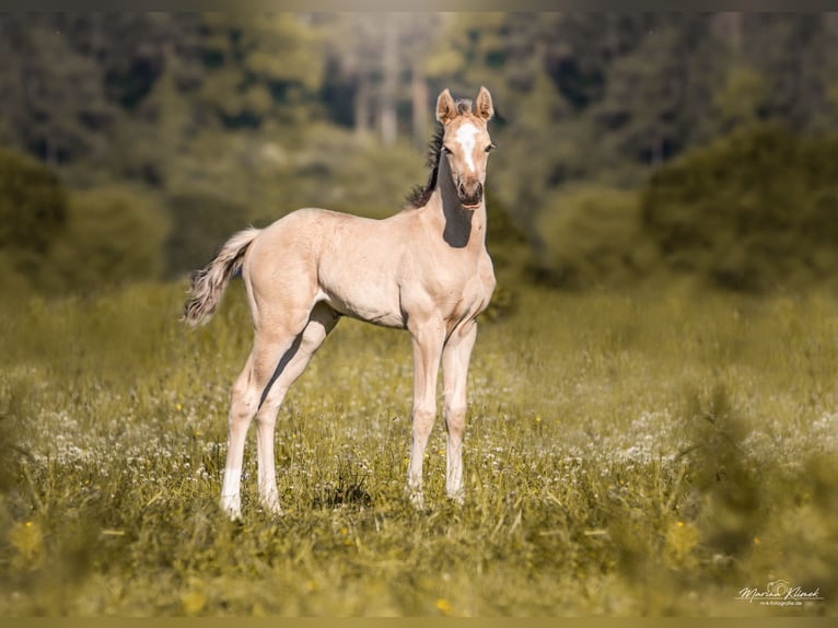 Mustang (canadese) Stallone Pelle di daino in Delligsen