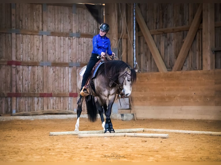Mustang (canadese) Stallone Pelle di daino in Delligsen