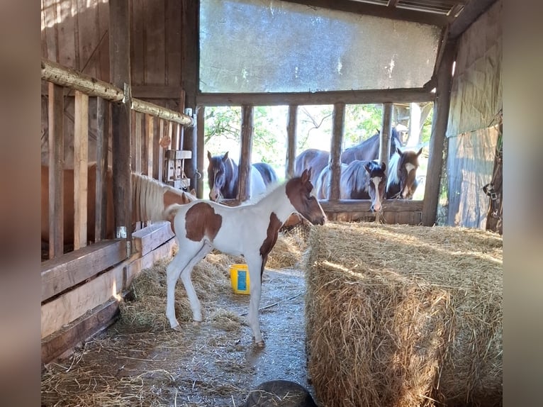 Mustang (canadese) Stallone Puledri (04/2025) 153 cm Pezzato in Kupferzell Mustang (canadese) Stallone Puledri (04/2025) 153 cm Pezzato in Kupferzell