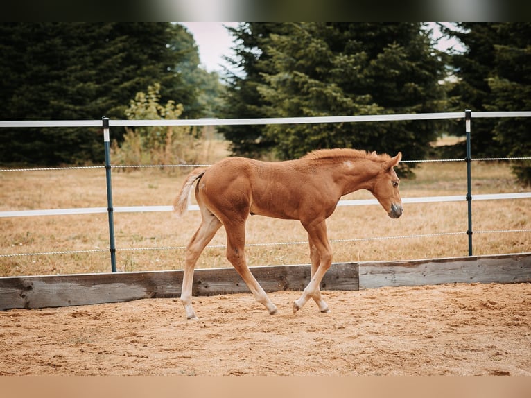 Mustang (canadese) Stallone Puledri (06/2026) 154 cm Sauro scuro in Krümmel